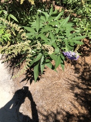 Vitex agnus-castus