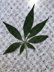 Vitex agnus-castus