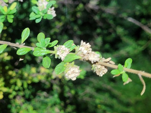 Foto de Alecrim