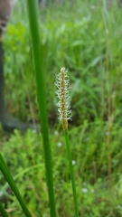 Eleocharis cellulosa