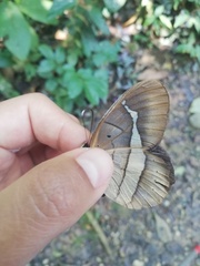 Pierella hortona