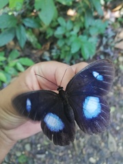 Pierella hortona