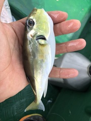 Lagocephalus spadiceus