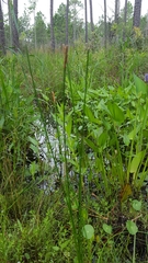 Eleocharis cellulosa