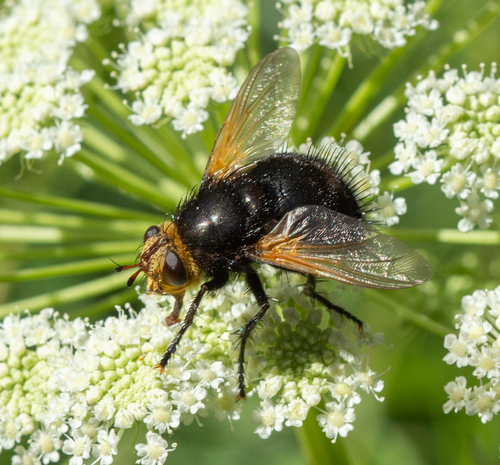 Yellow-faced Fly, photo 8 of 9