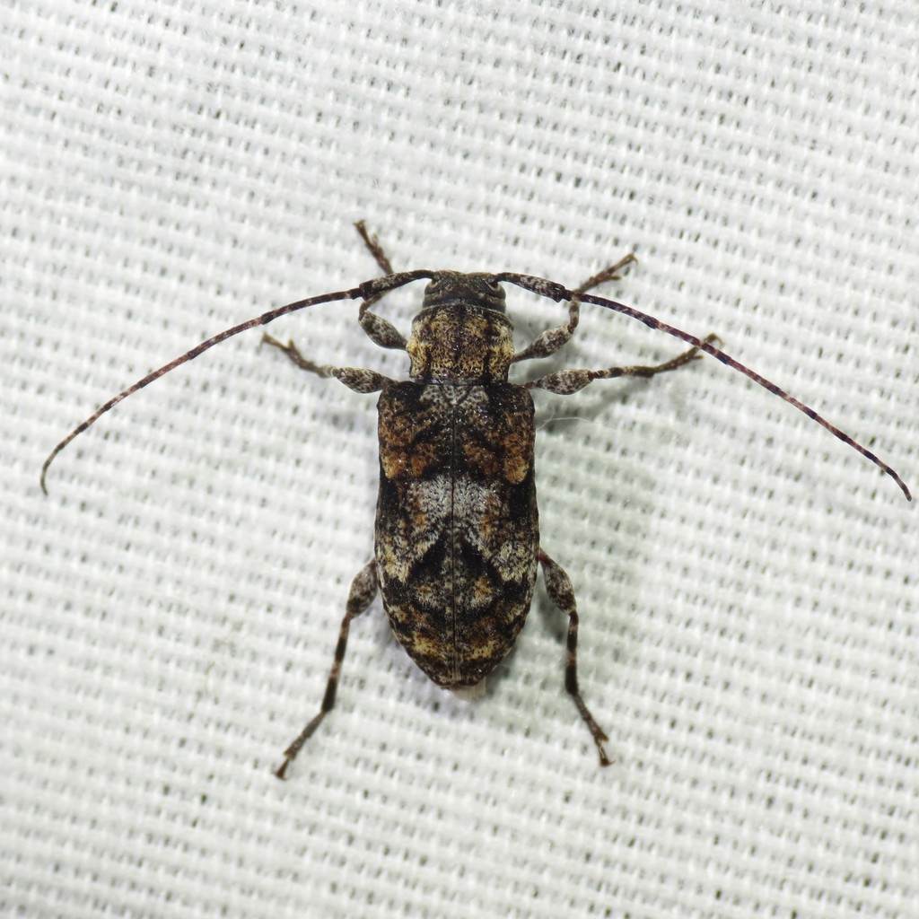 Pseudastylopsis pini