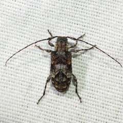 Pseudastylopsis pini