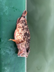 Sebastiscus marmoratus