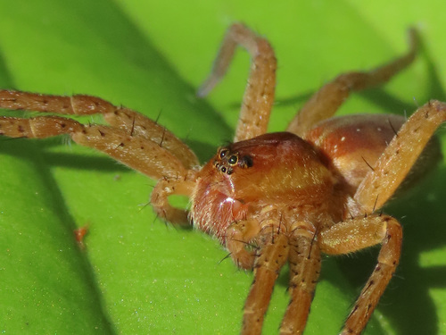 Raft Spider, Конаковский р-н, Тверская обл., Россия, photo 8 of 10