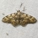 Zenophleps obscurata - Photo (c) C. Mallory, some rights reserved (CC BY-NC), uploaded by C. Mallory