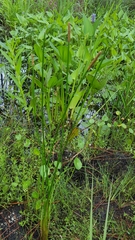 Eleocharis cellulosa