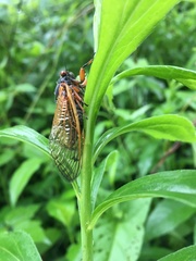 Magicicada cassinii