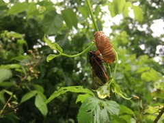 Magicicada cassinii