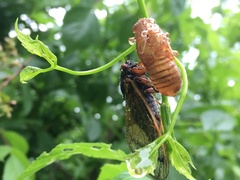Magicicada cassinii