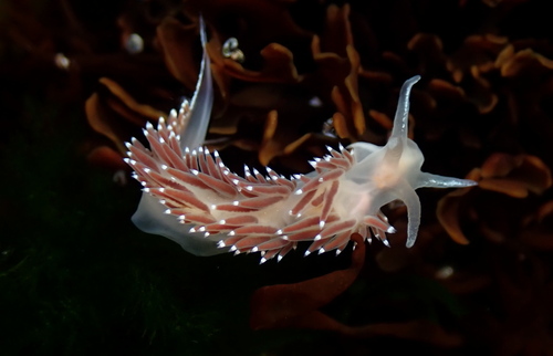 Red-fingered Coryphella