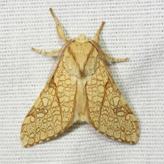 Lophocampa mixta