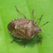 Vernal Shield Bug - Photo (c) Иван Матершев, some rights reserved (CC BY-NC), uploaded by Иван Матершев
