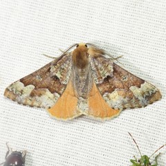 Caripeta pulcherrima