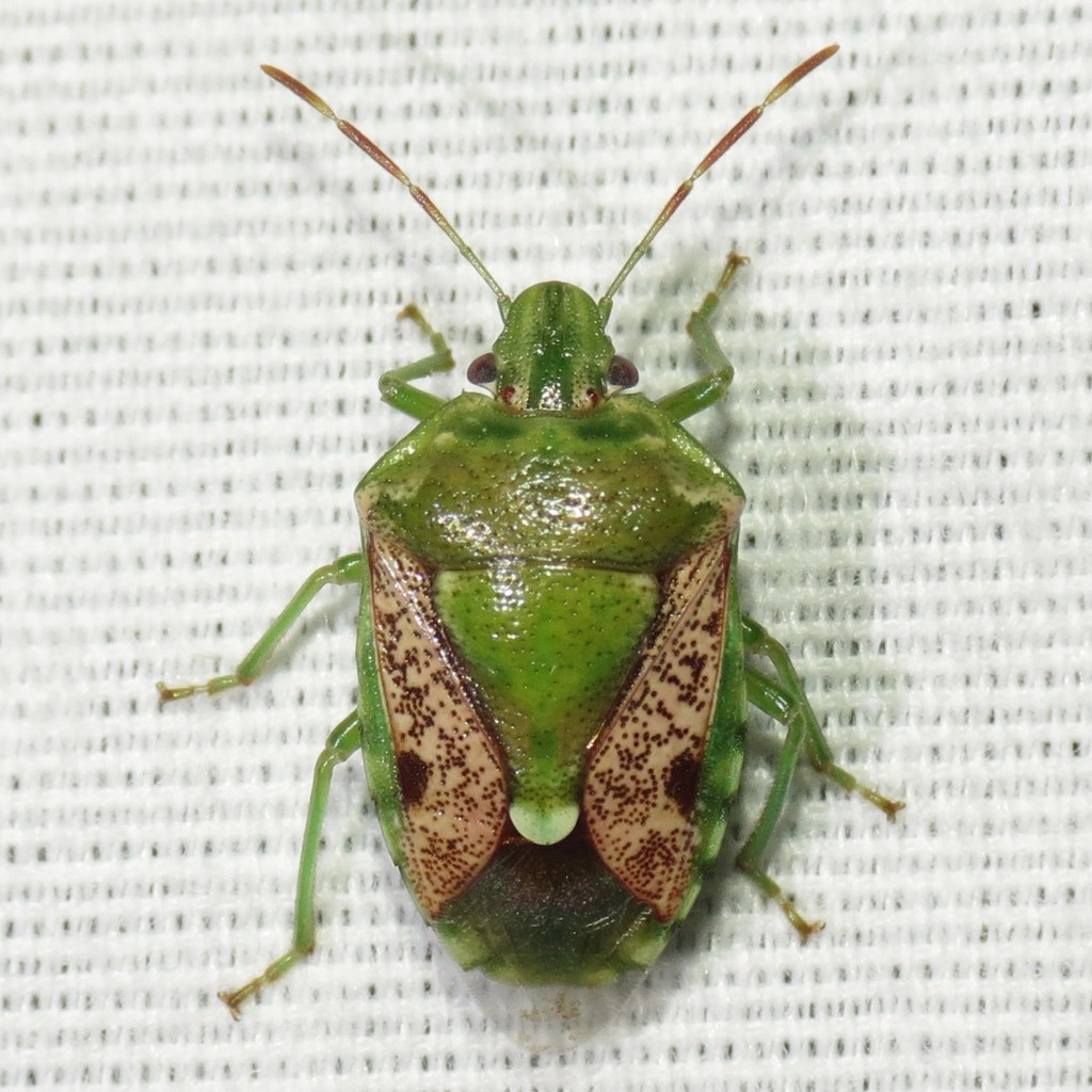 Banasa packardii