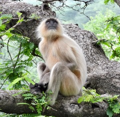 Semnopithecus entellus