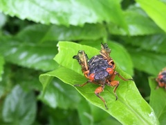 Magicicada cassinii