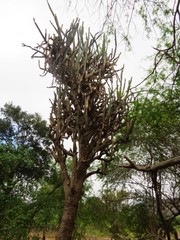 Armatocereus cartwrightianus