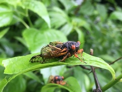 Magicicada cassinii