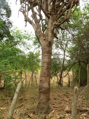 Armatocereus cartwrightianus