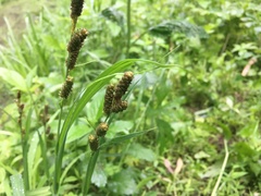 Carex shortiana