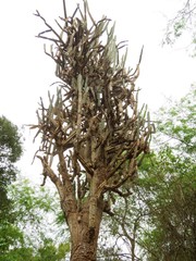 Armatocereus cartwrightianus