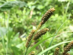 Carex shortiana
