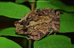 Ingerophrynus divergens
