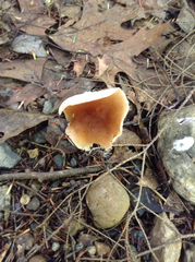 Tricholoma davisiae