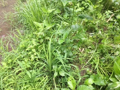 Carex shortiana