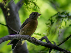 Passerina rositae