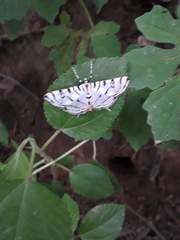 Conchylodes ovulalis