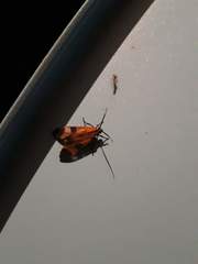 Dycladia vitrina
