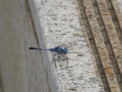 Diplacodes trivialis