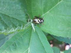Calligrapha pantherina