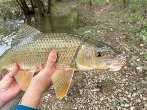 River redhorse (Moxostoma carinatum) — Catostomidae — 4