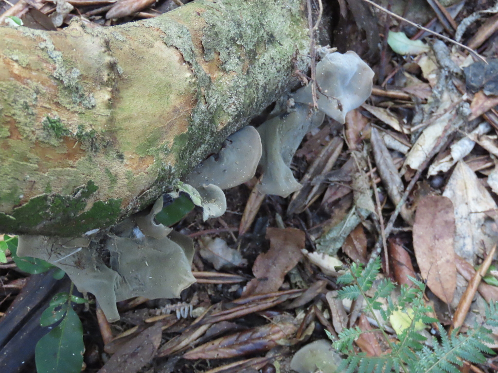 Auricularia cornea · April 2025 · photo: © dianne_and_gordon_purdie (iNaturalist, cc0)