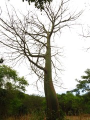 Ceiba trischistandra