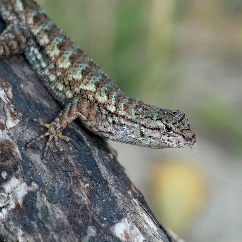 Western Fence Lizard (Sceloporus occidentalis) · iNaturalist