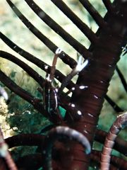 Allogalathea elegans