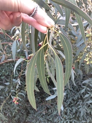 Eucalyptus leucoxylon