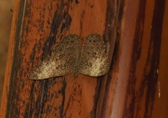 Hamadryas amphichloe