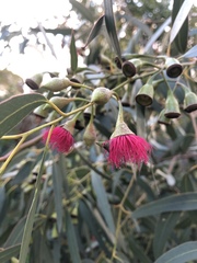Eucalyptus leucoxylon