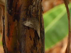 Hamadryas amphichloe