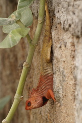 Calotes versicolor
