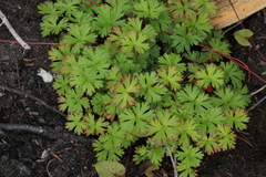 Geranium bicknellii